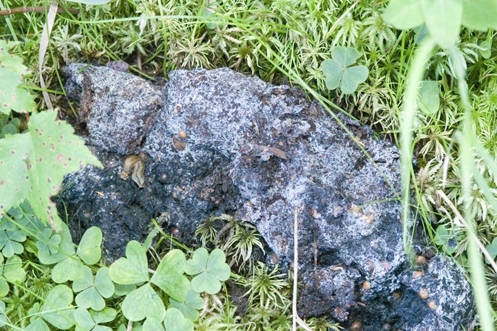 Bear Scat