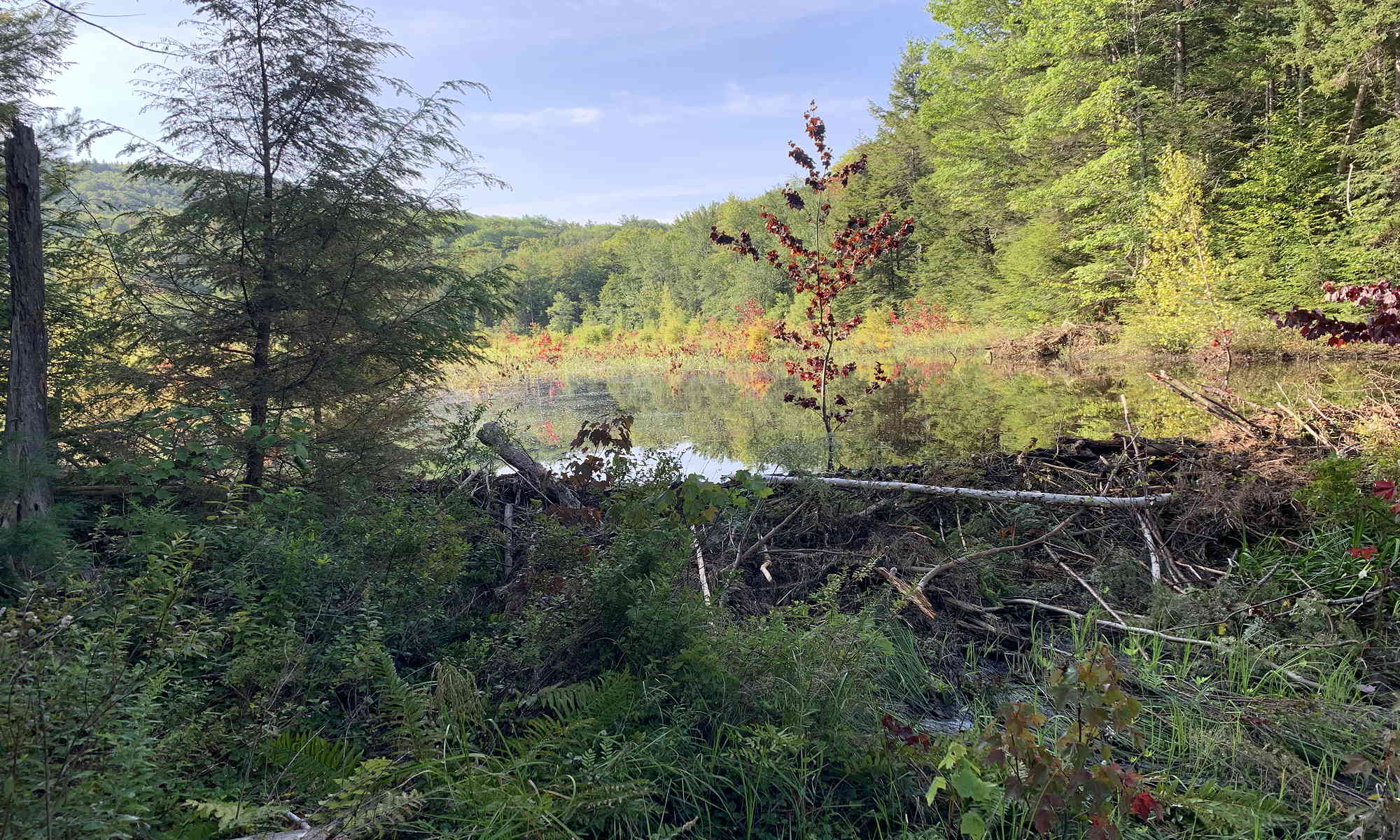 Beaver Pond.